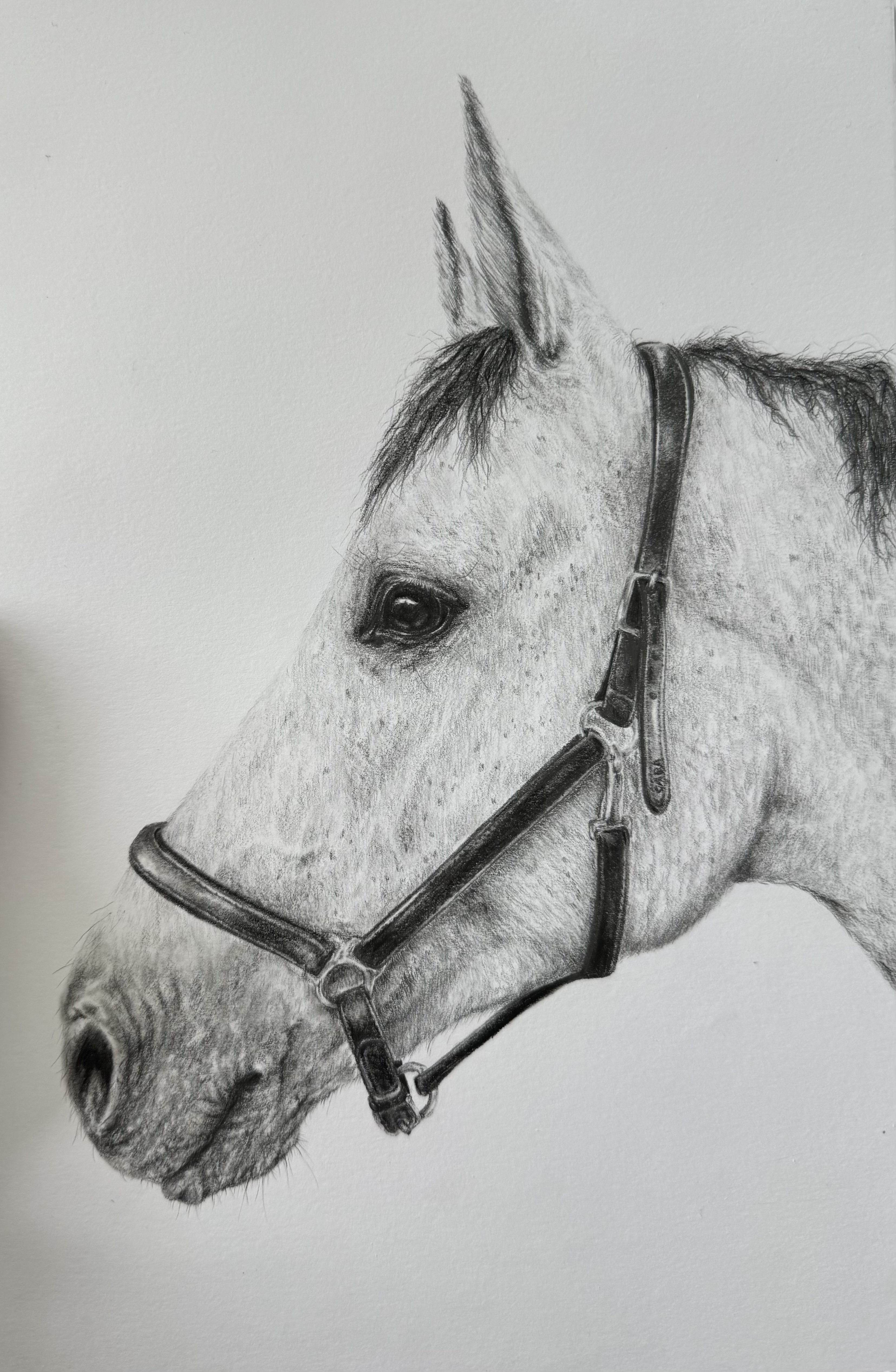 Quiet Attention — Graphite on paper by Leiha Martin