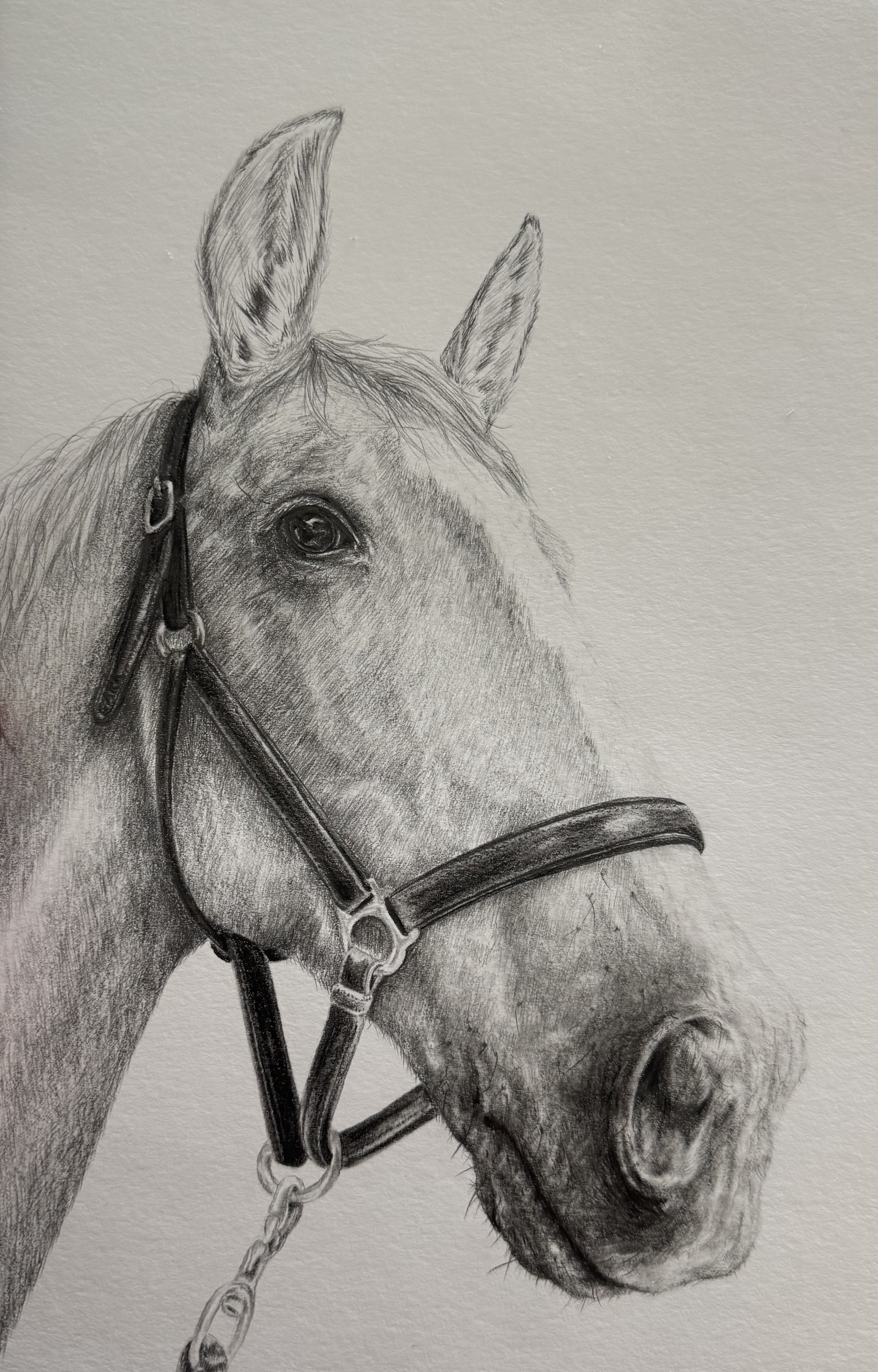 Grey Mare in Profile — Graphite on paper by Leiha Martin