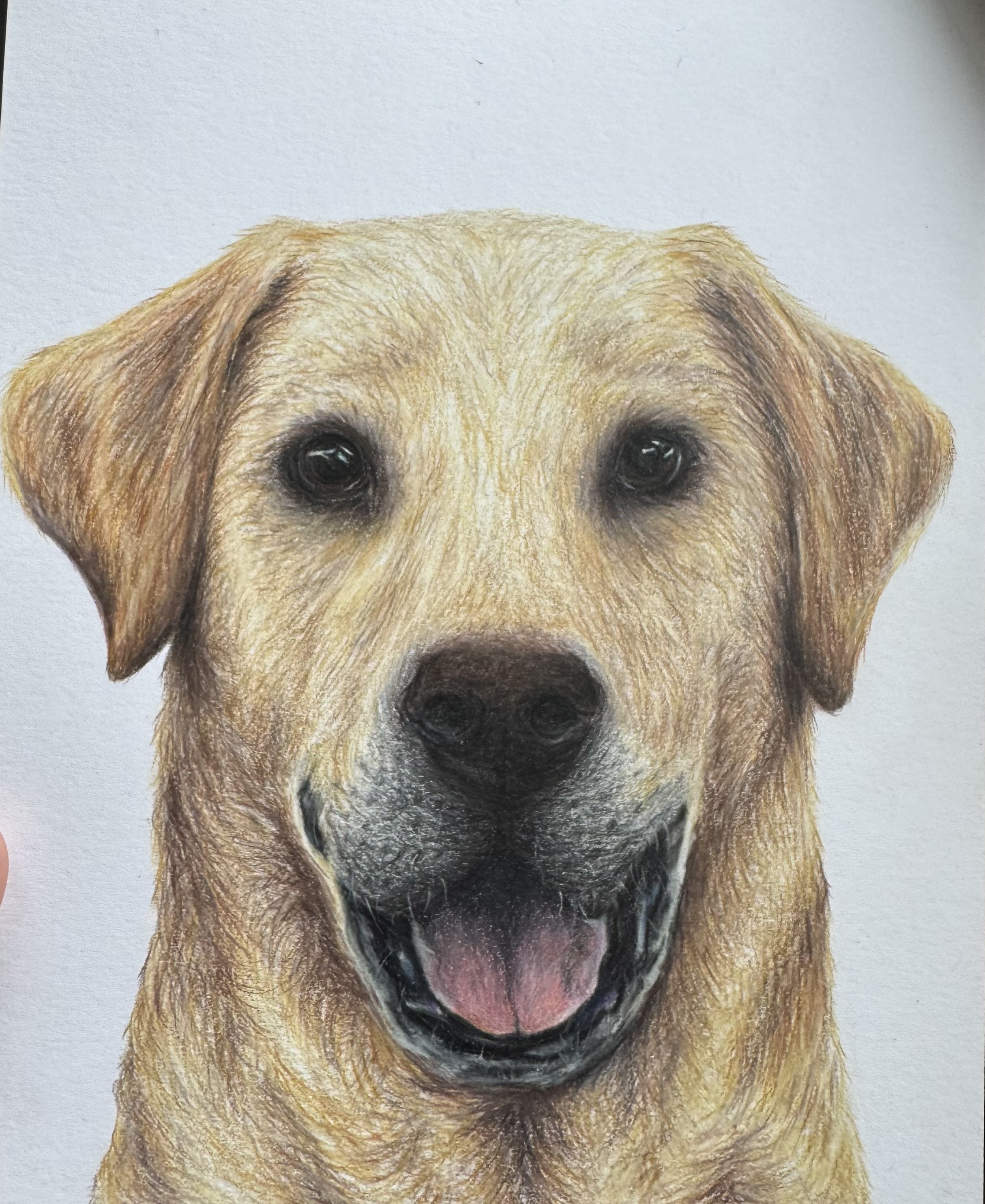 Sunny — Yellow Labrador — Coloured pencil on paper by Leiha Martin