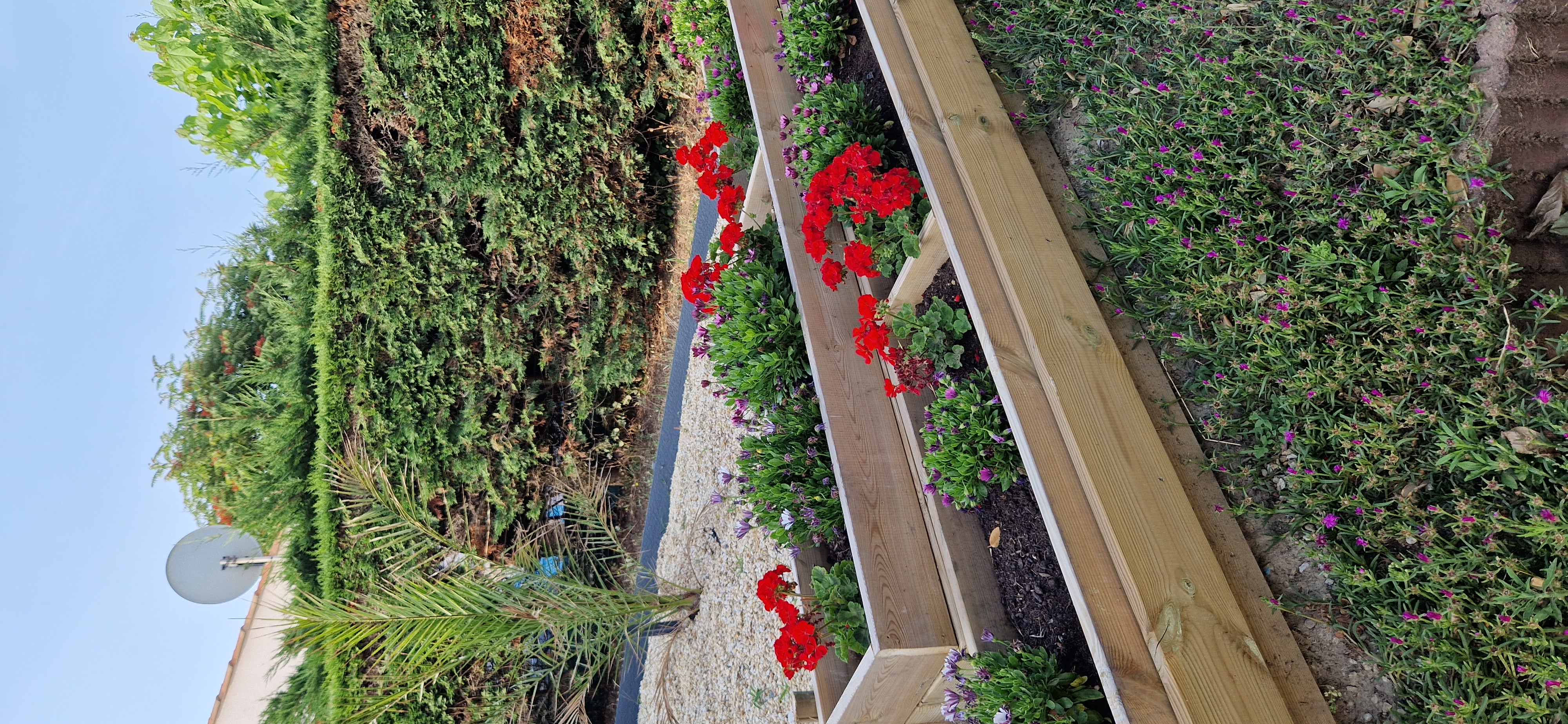 Bacs potagers en bois avec géraniums rouges – création et plantation