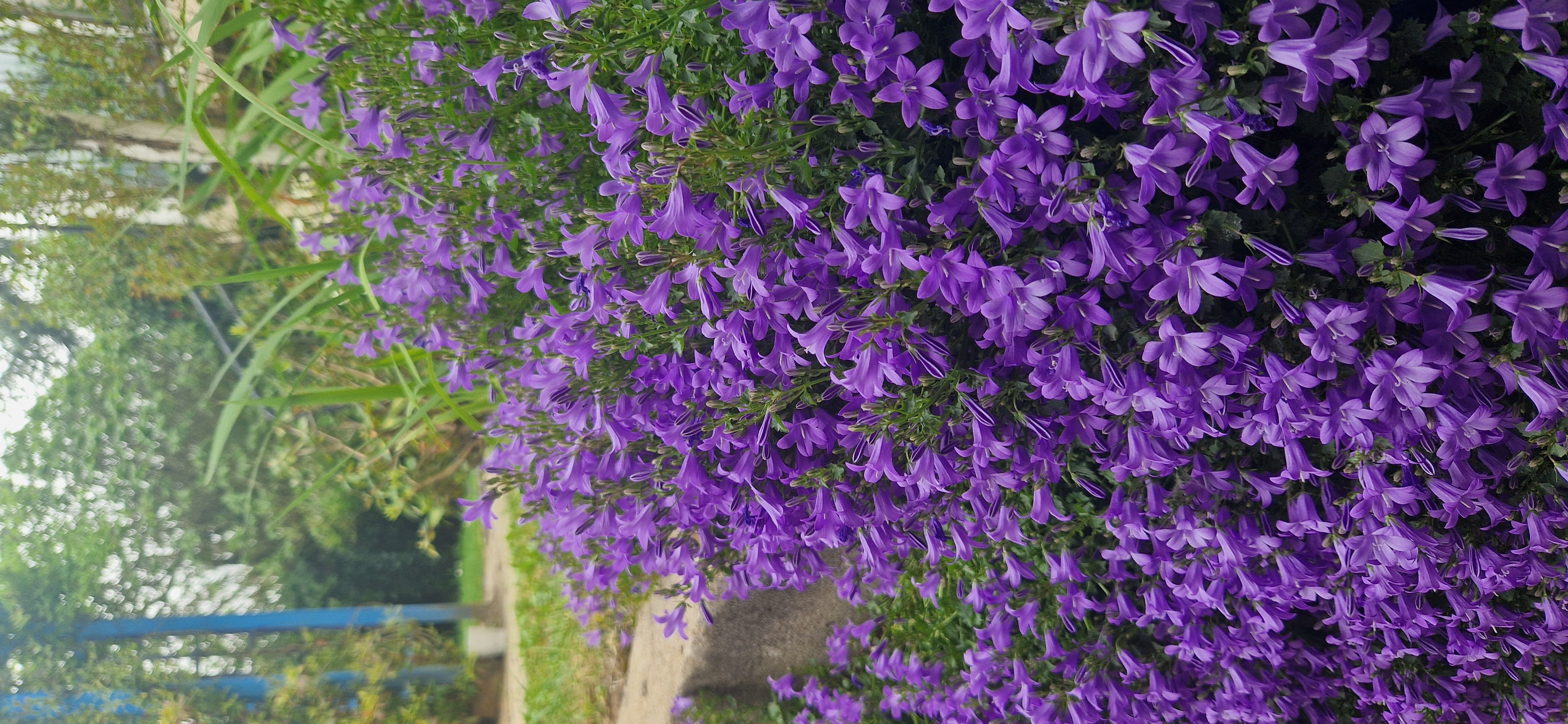 Floraison violette – plante couvre-sol en bordure de jardin