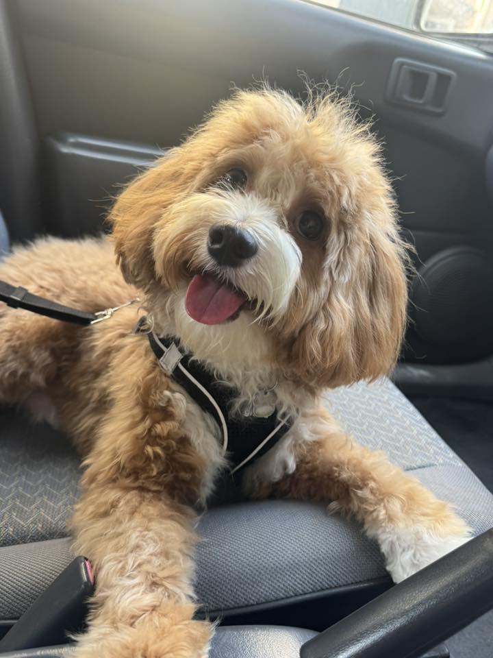 Vetted puppy 2