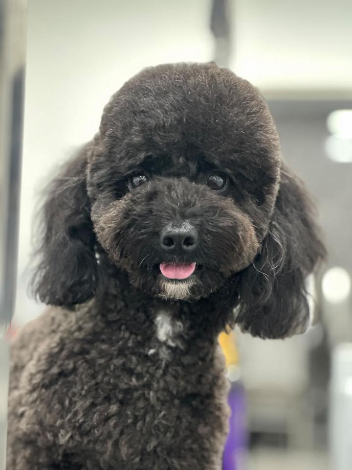 Vetted puppy 18