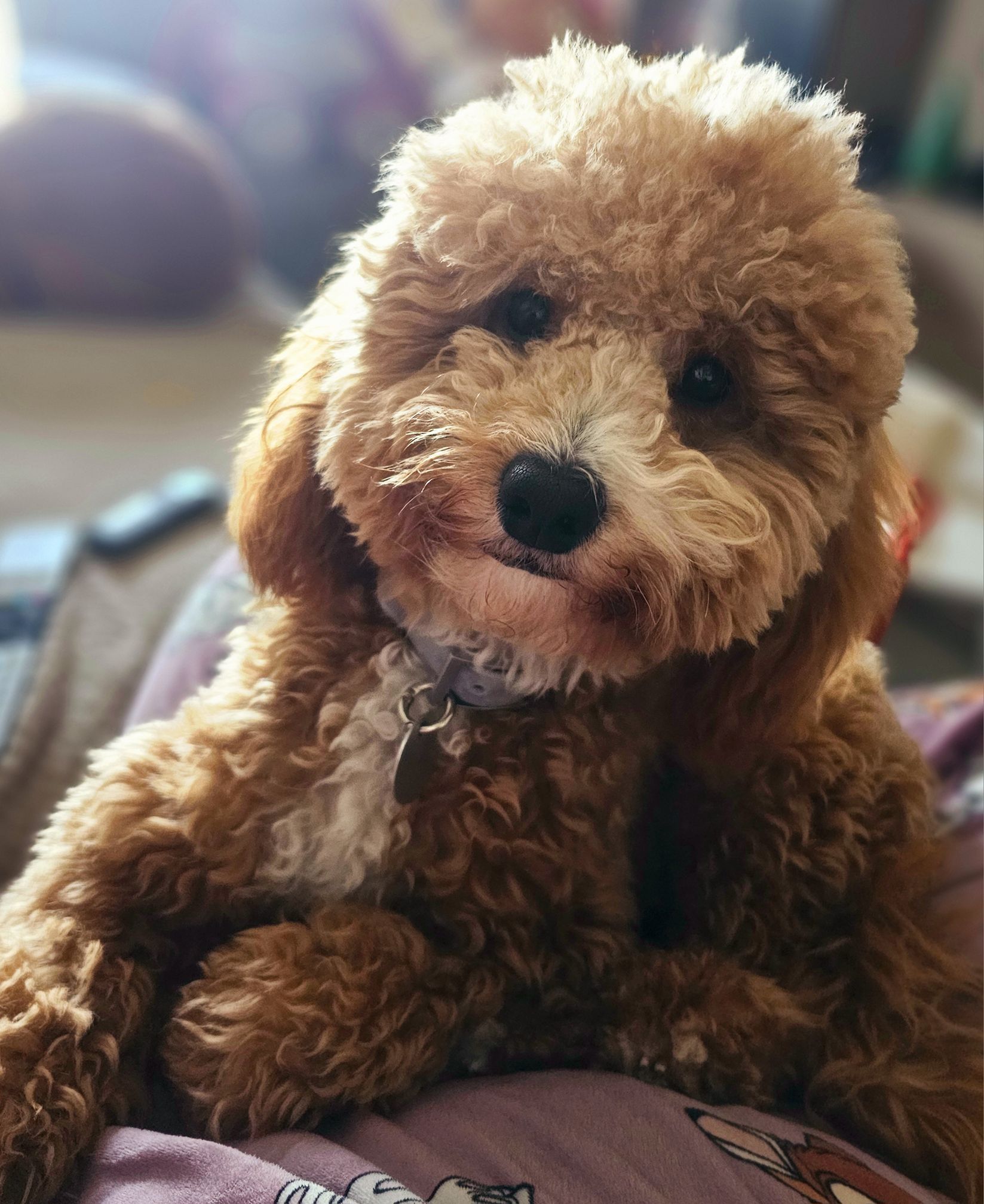 Vetted puppy 19