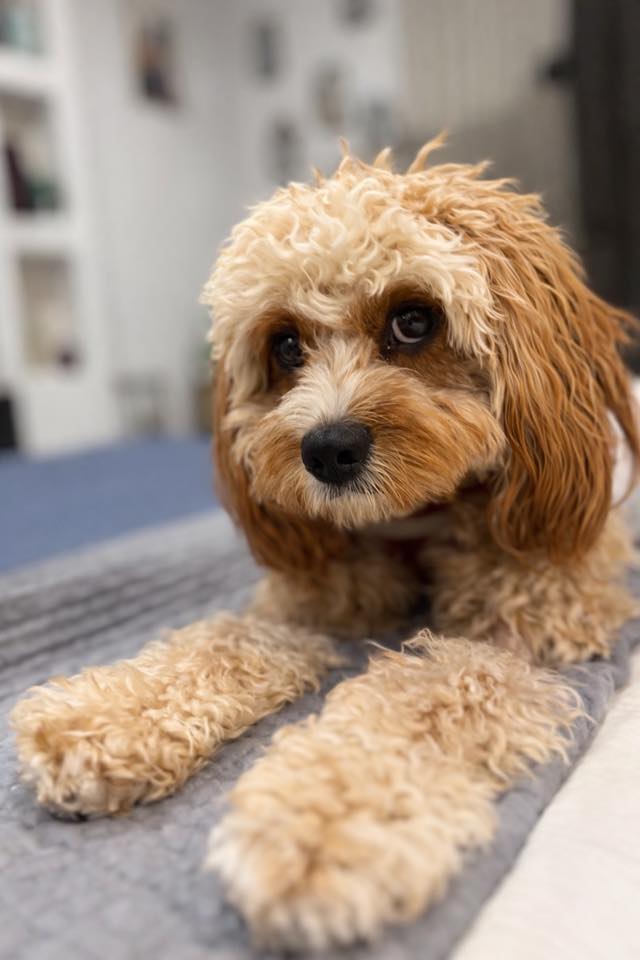 Vetted puppy 4