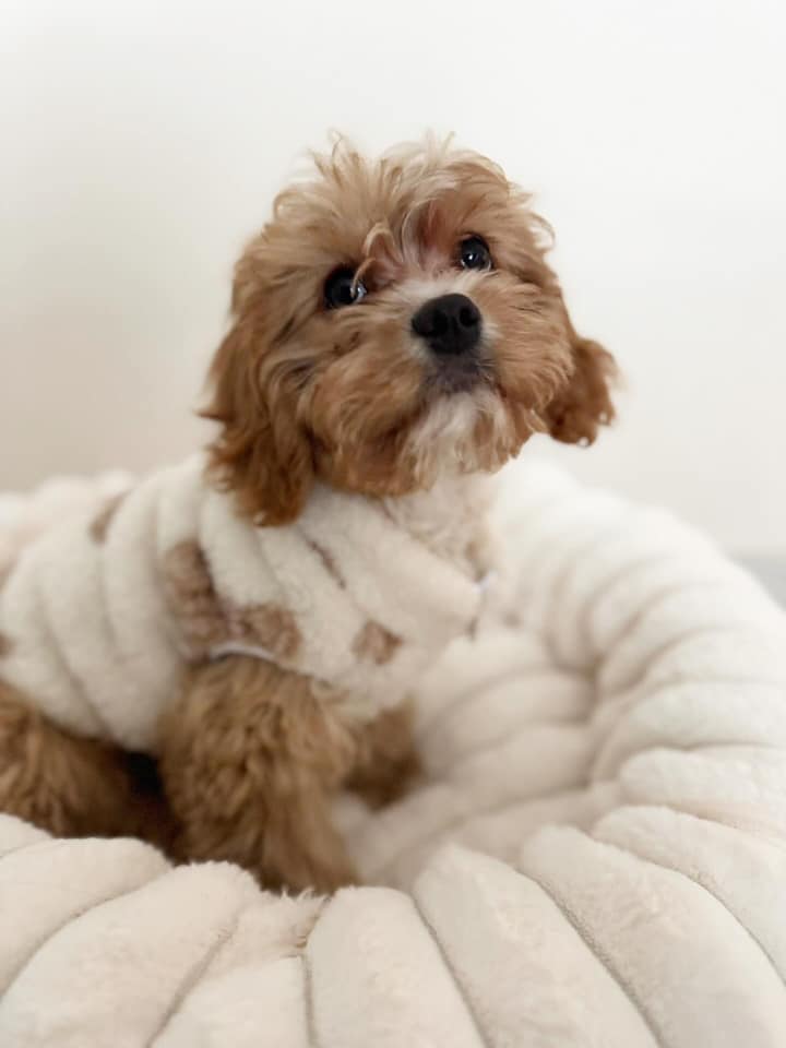 Vetted puppy 25