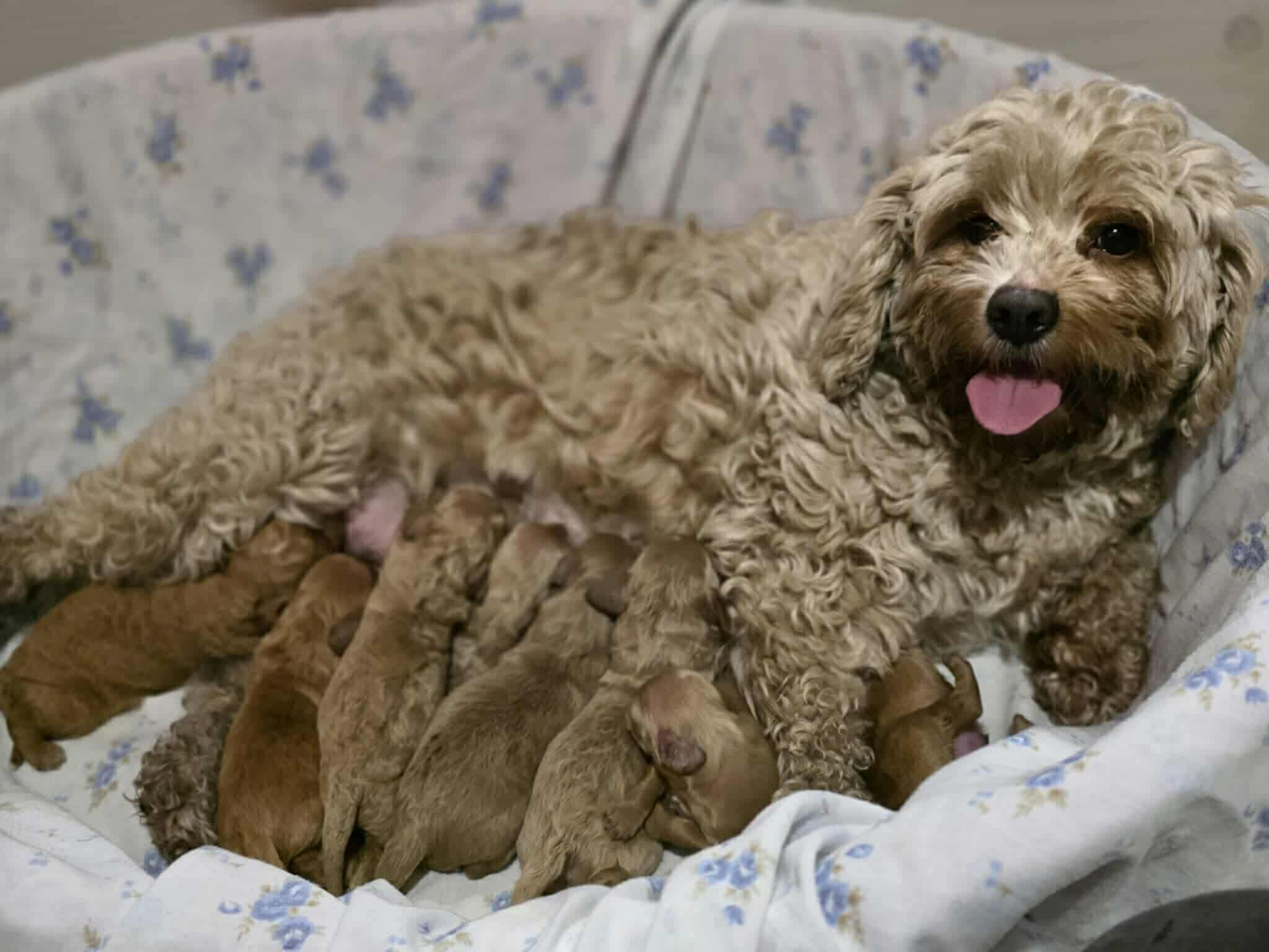 Breeder Selection