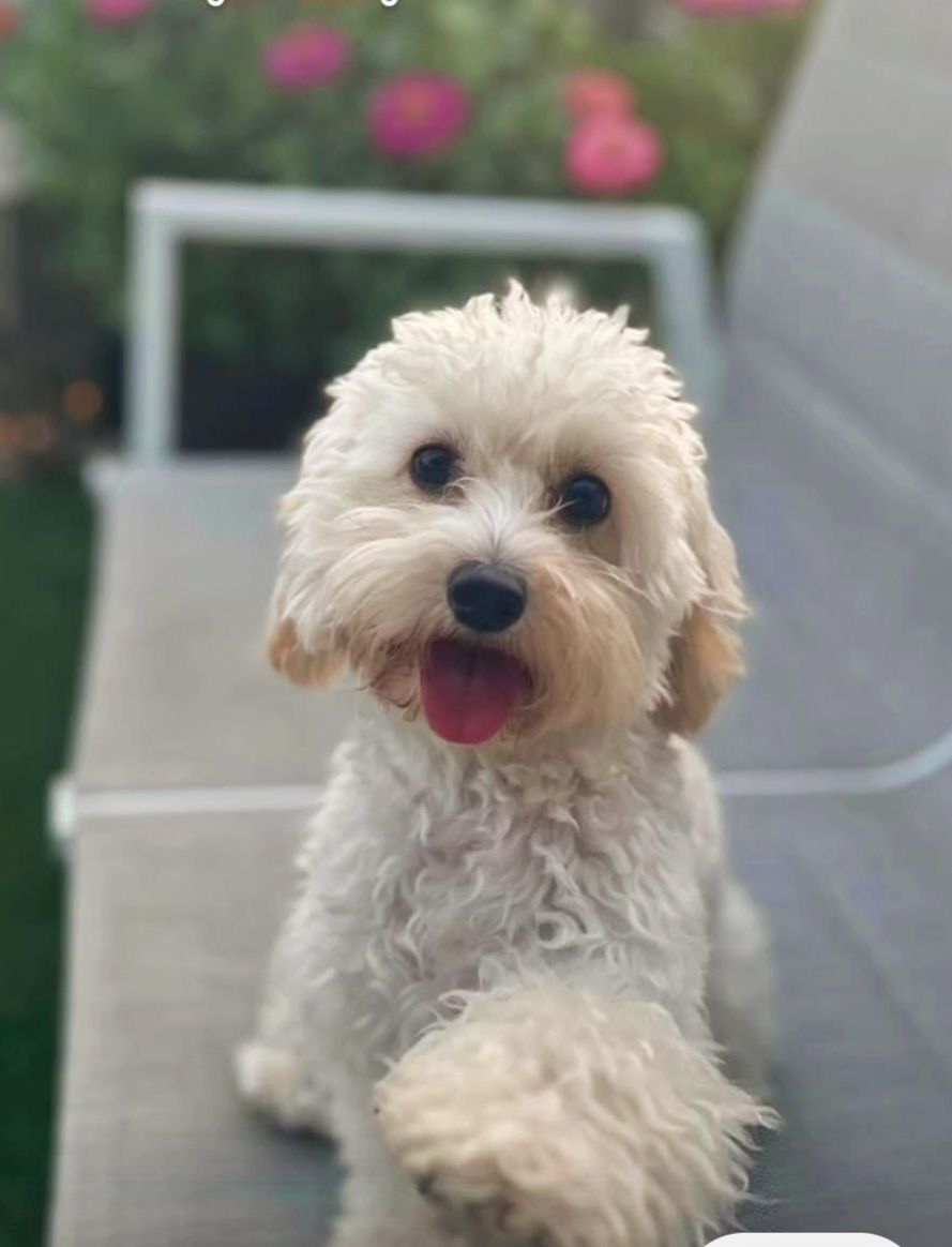 Vetted puppy 6