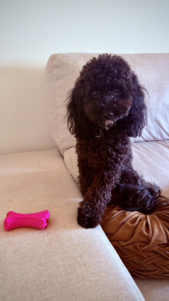 Vetted puppy 20