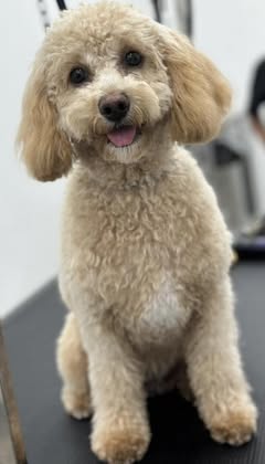 Vetted puppy 14