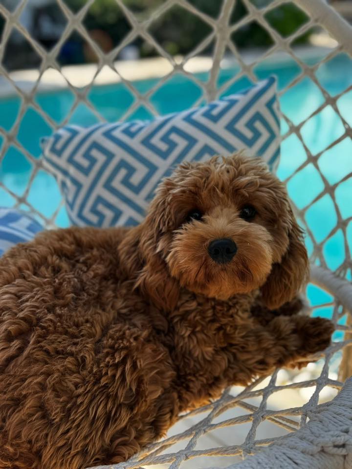 Vetted puppy 13