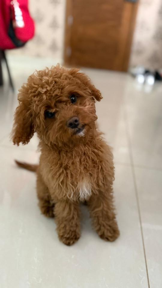 Vetted puppy 16