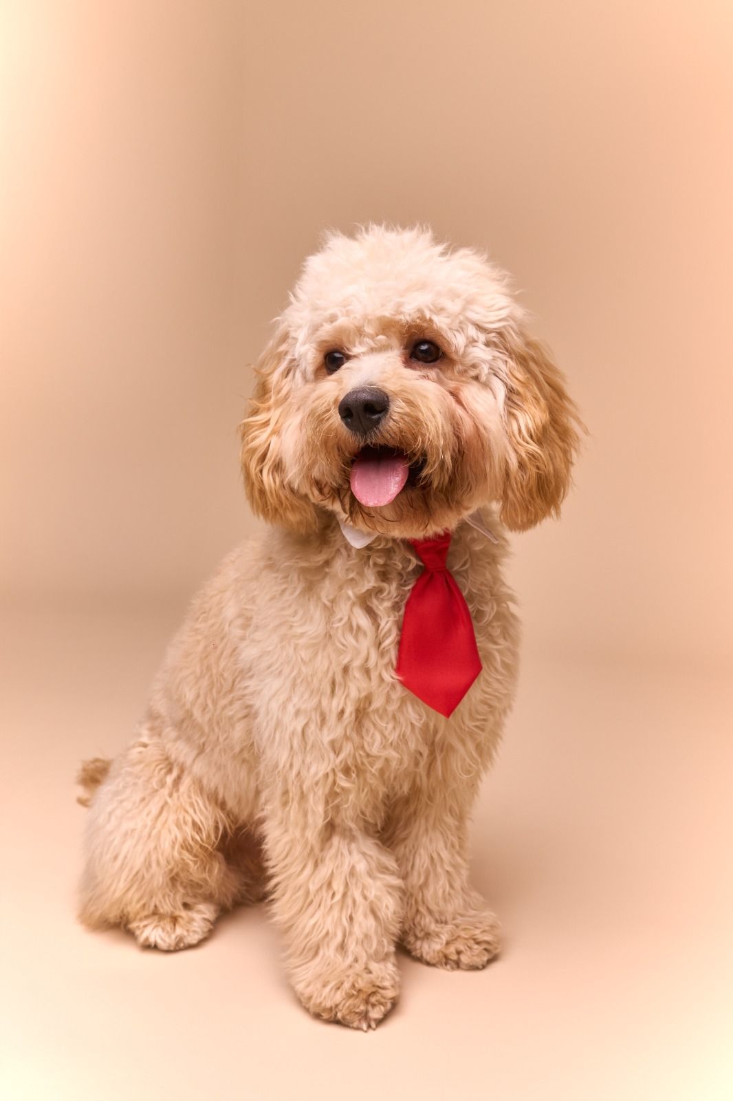 Vetted puppy 15
