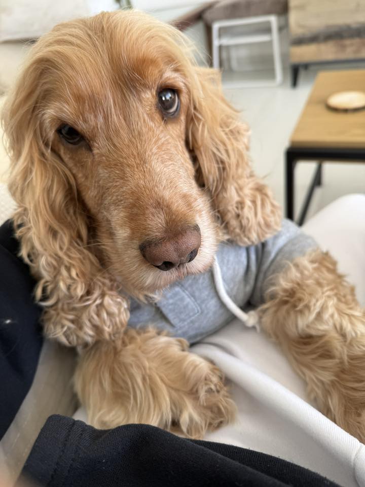 Vetted puppy 24