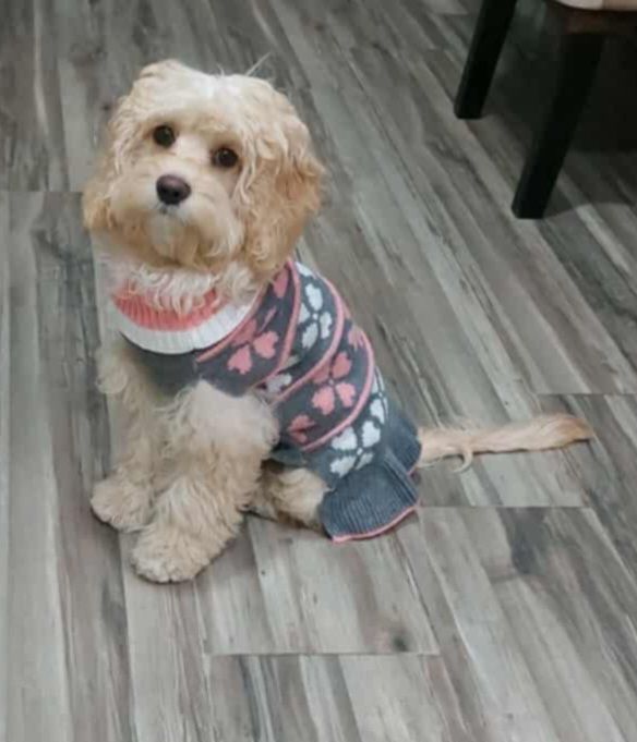 Vetted puppy 17
