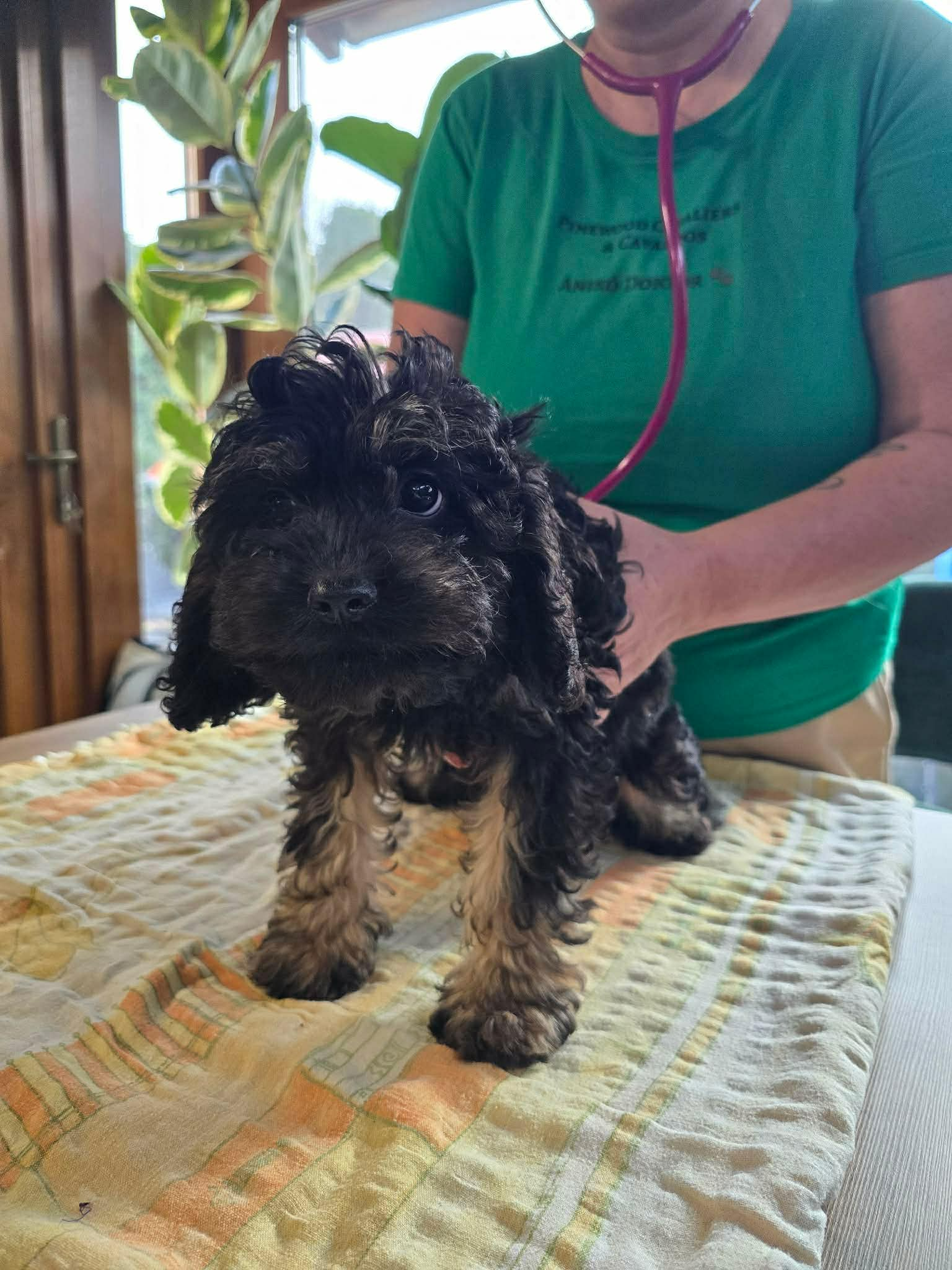 Puppy Preparation