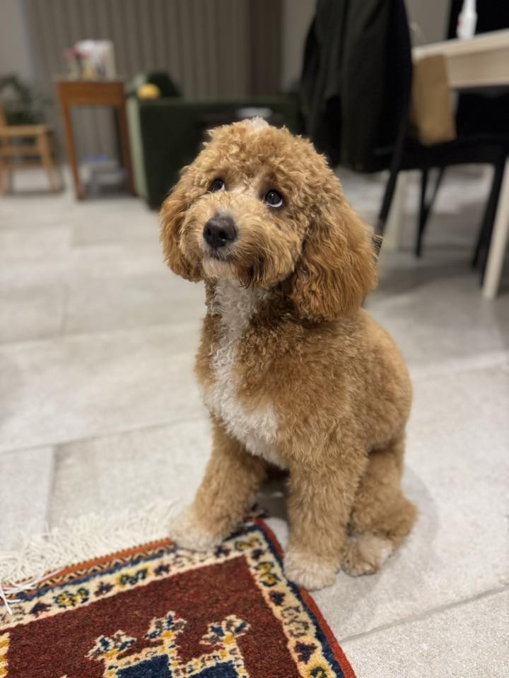 Vetted puppy 22