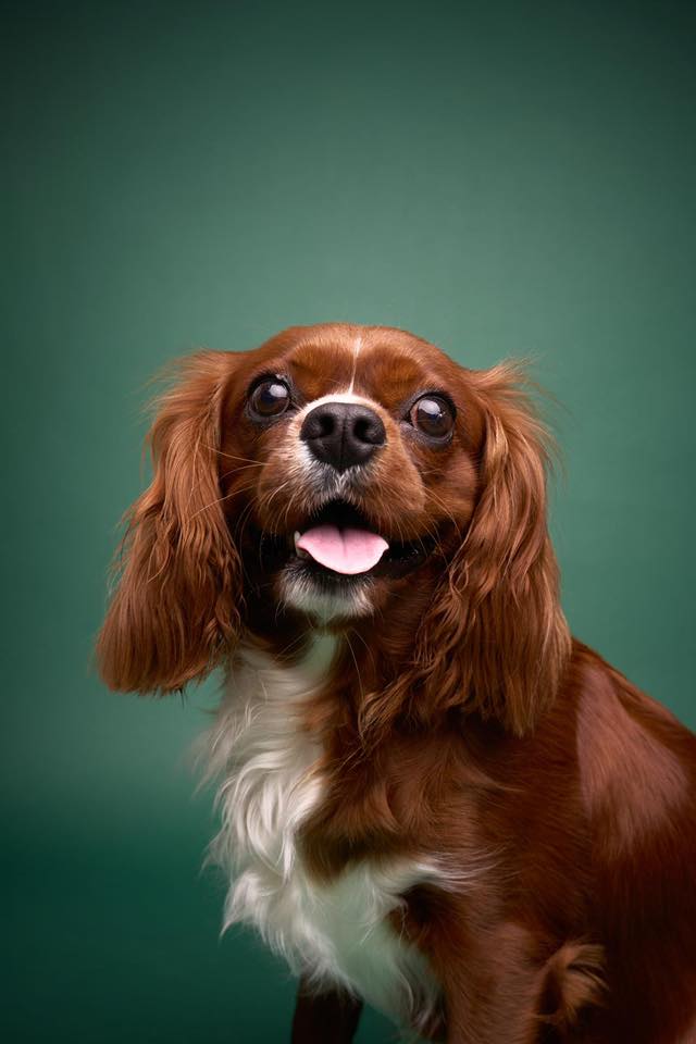Vetted puppy 5