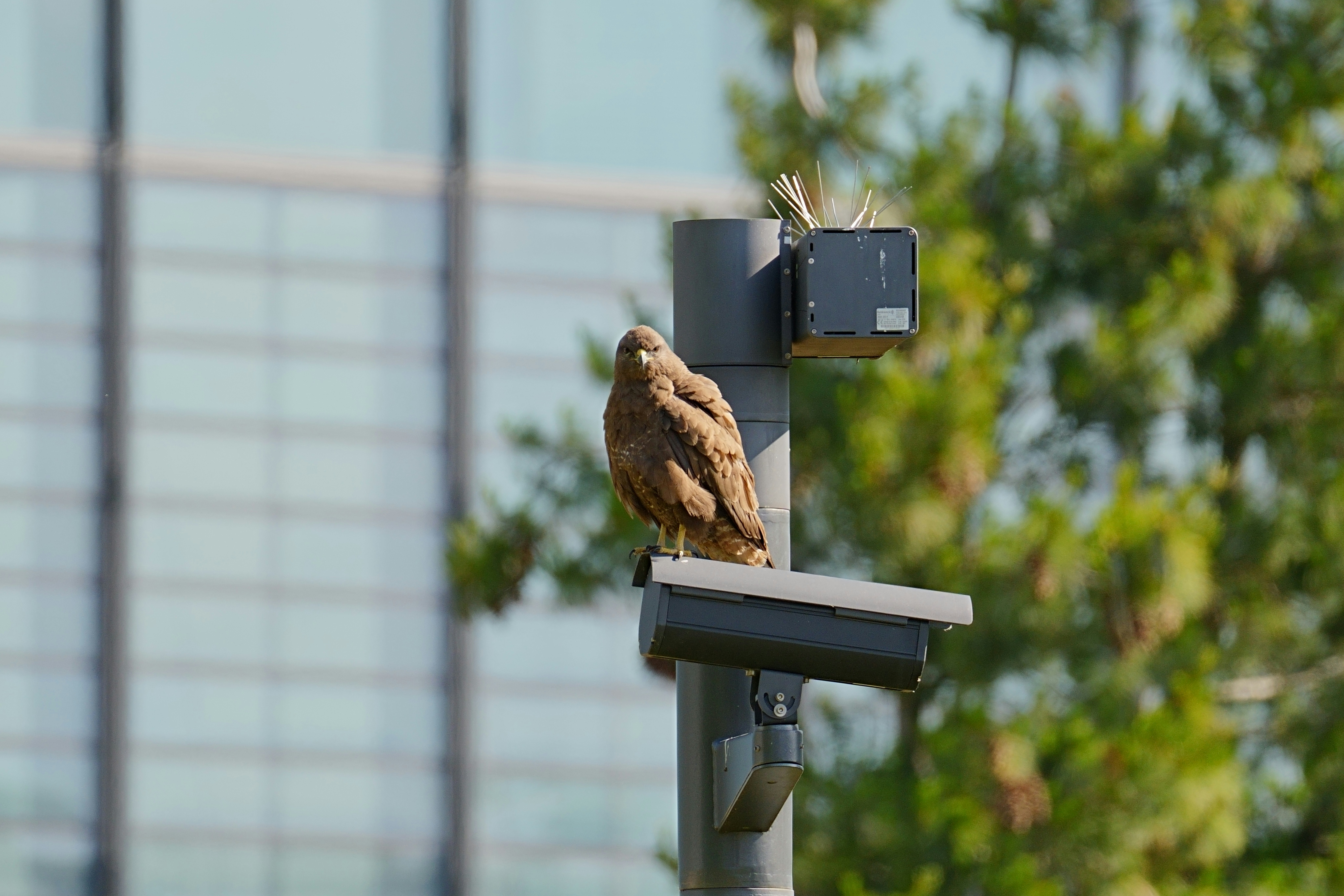 Real-time Biodiversity Monitoring