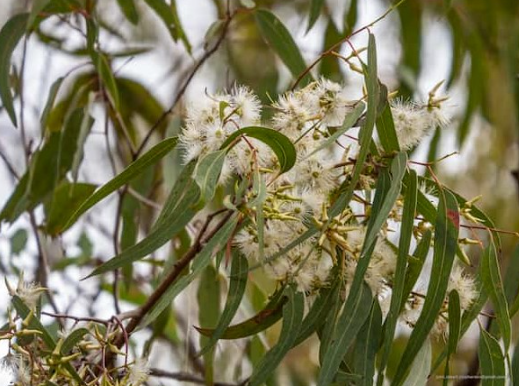 Forest Red Gum
