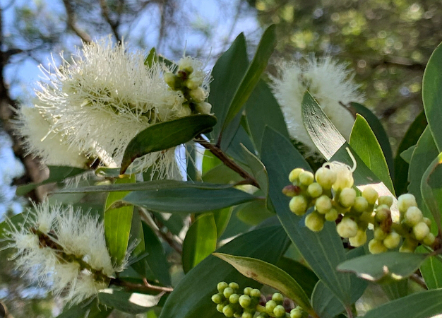 Broad-leaved Paperbark