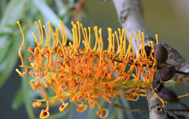 Silky Oak