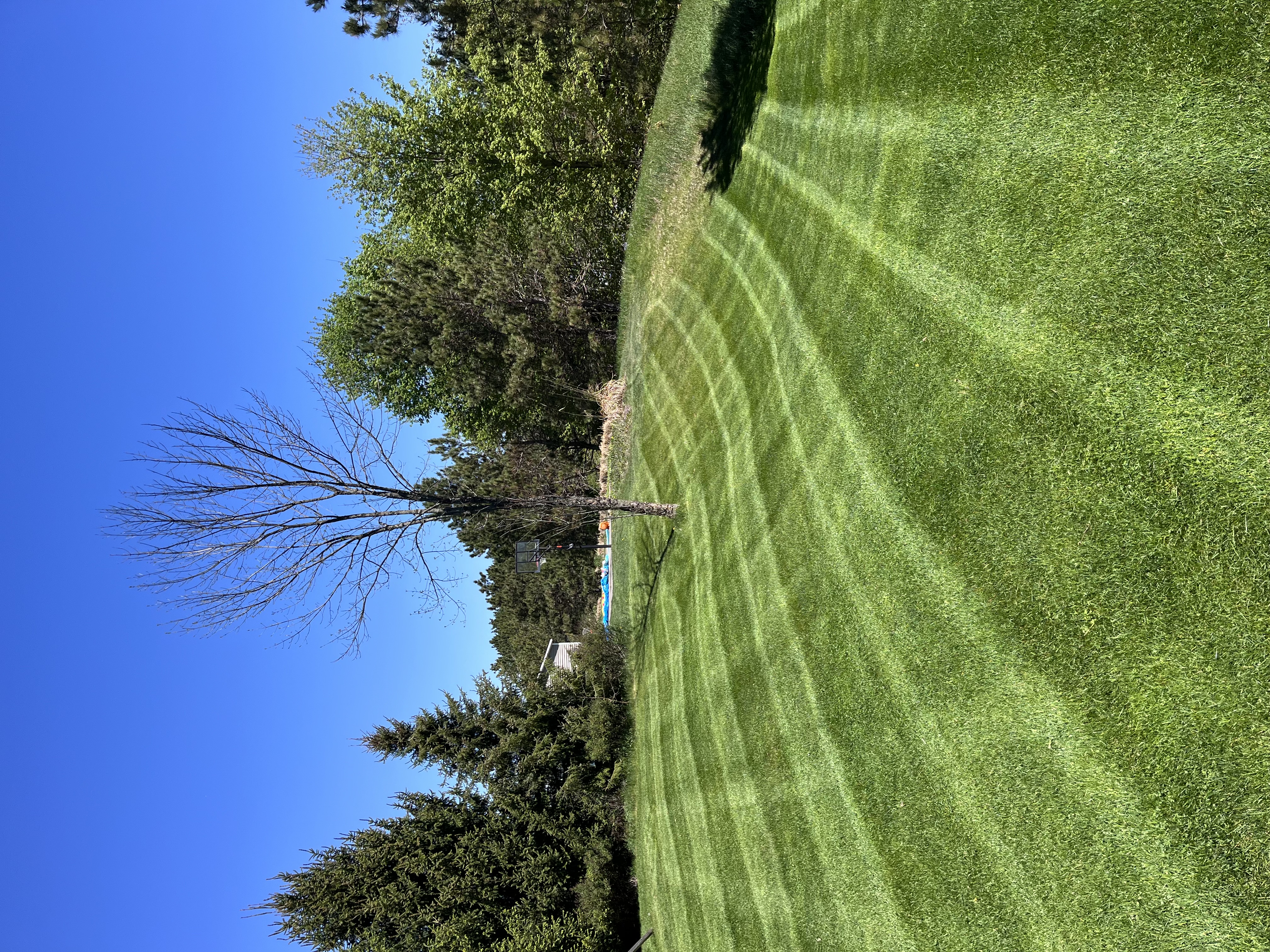Backyard curve · summer