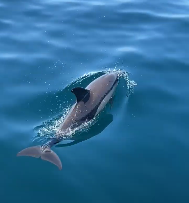 Dolphin Watching Setubal Bay: When to Go