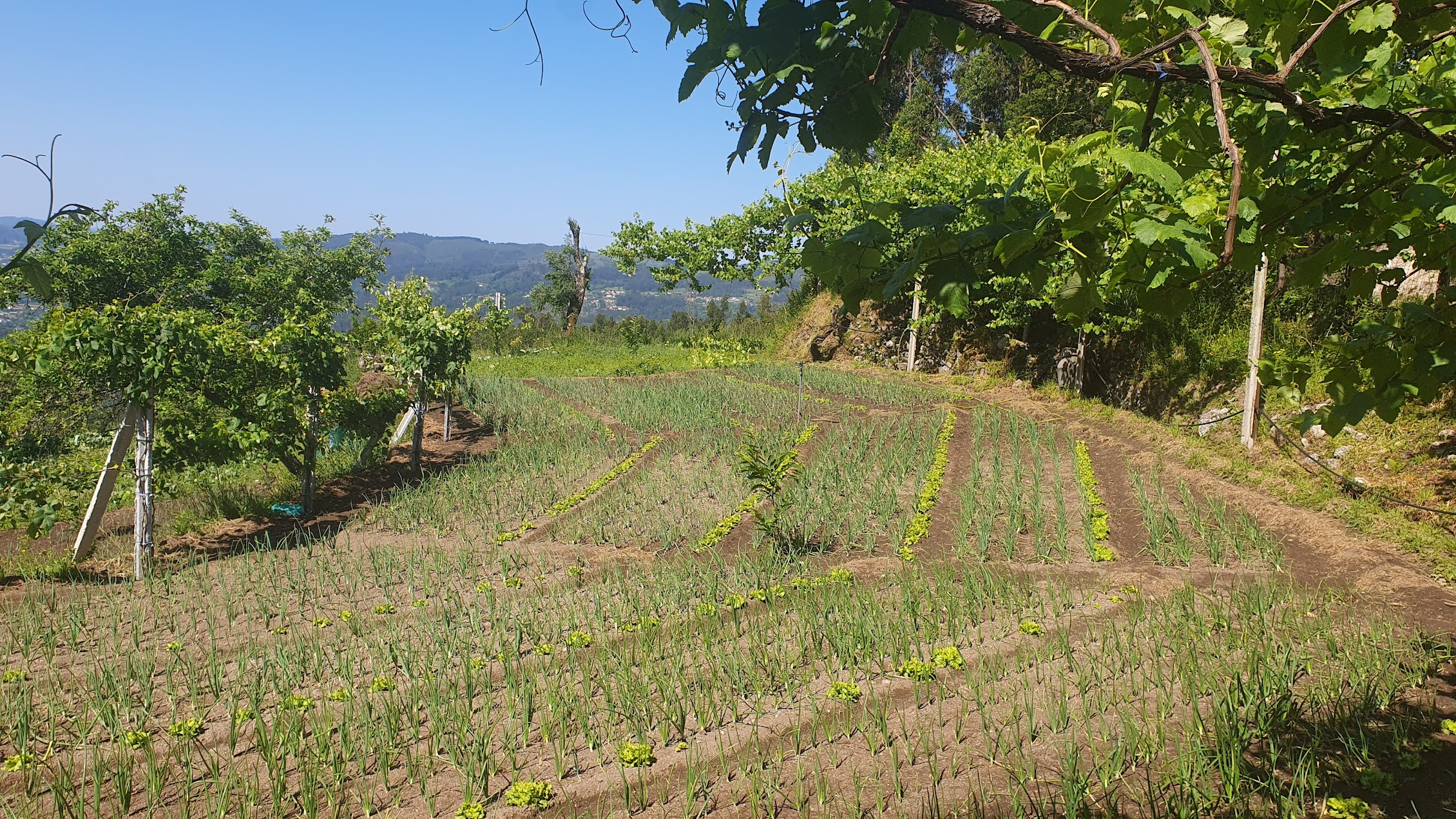 Campo da Quinta da Oliveirinha
