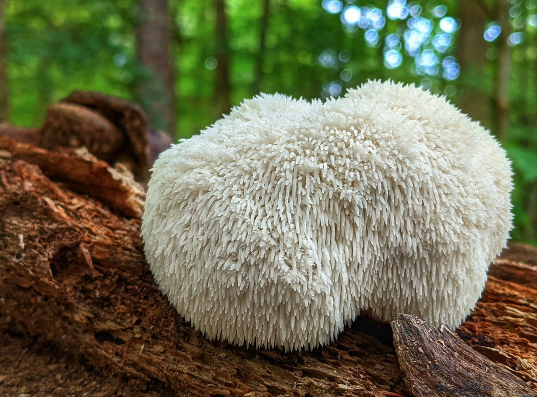 The Science of Lion's Mane