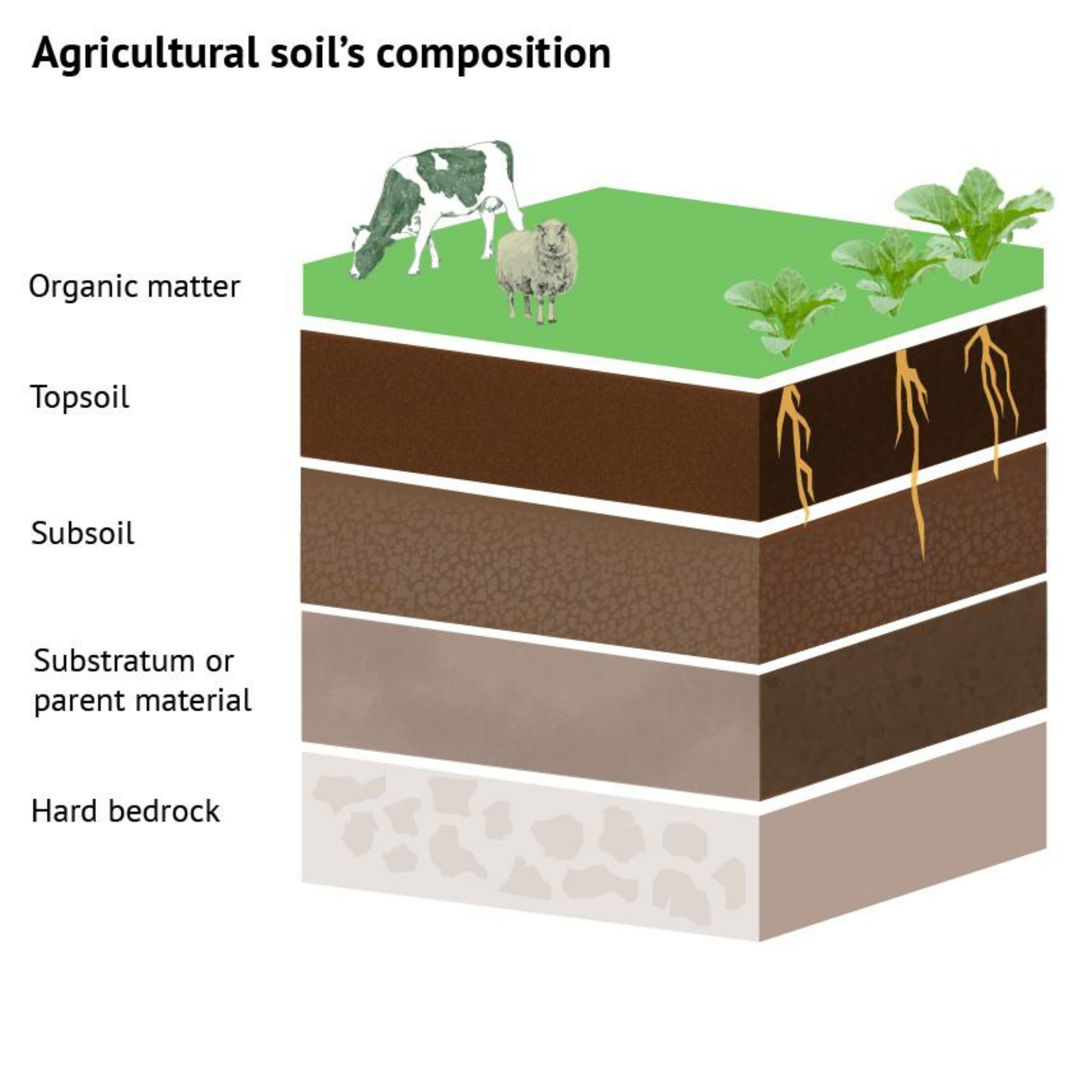 Agricultural soil composition - Organic matter, Topsoil, Subsoil, Substratum, Hard bedrock