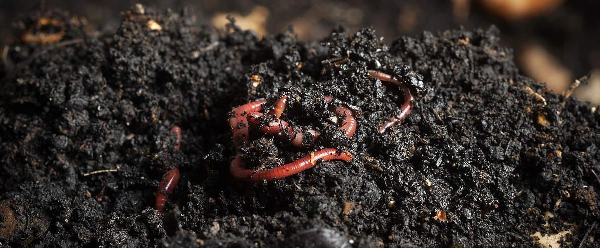 Earthworms and microbial activity in healthy soil