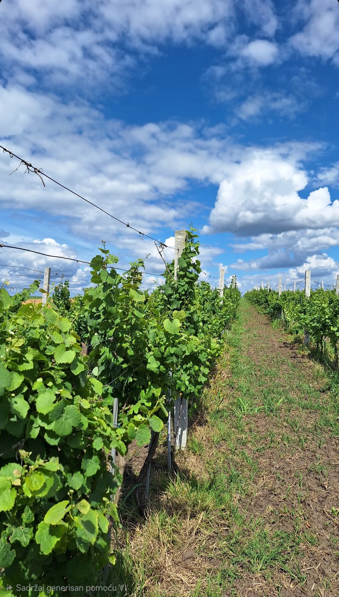 Vineyard