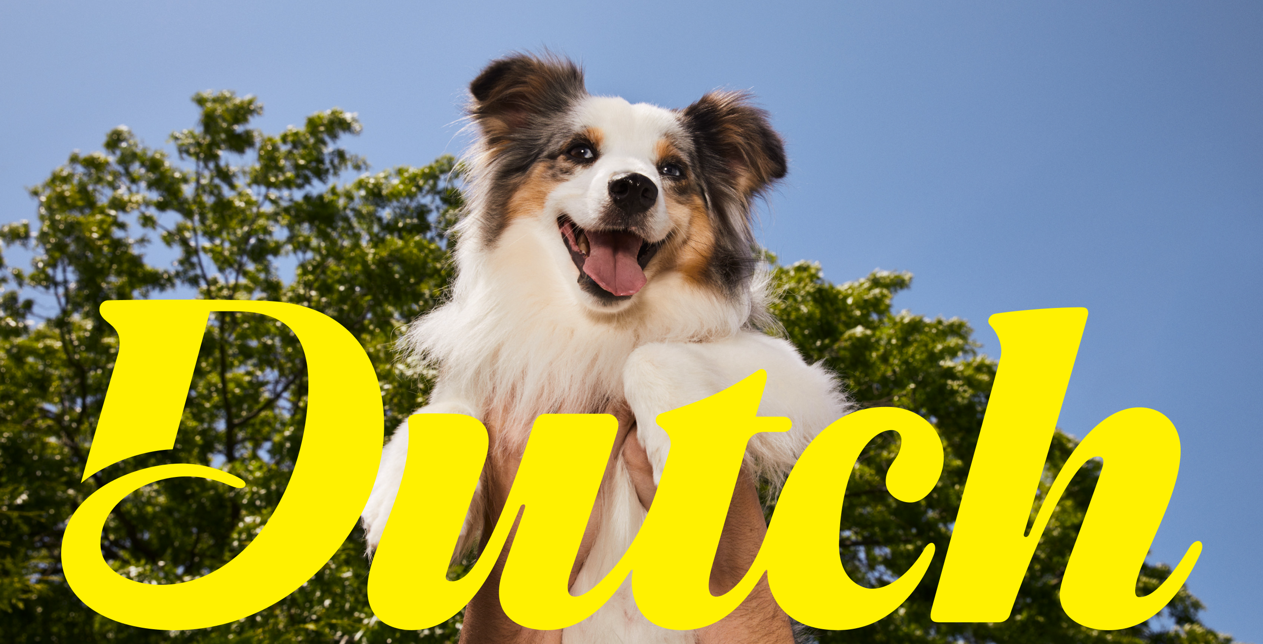 DUTCH PET