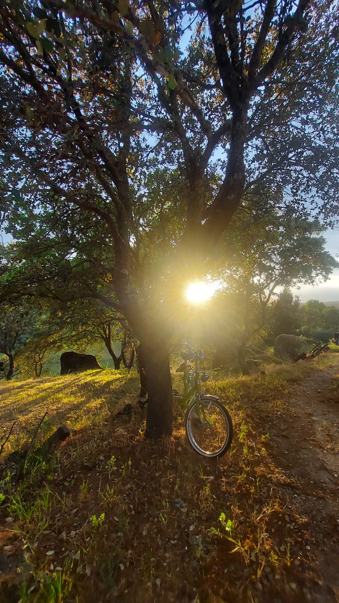 A bicycle under the cork oak at sunset