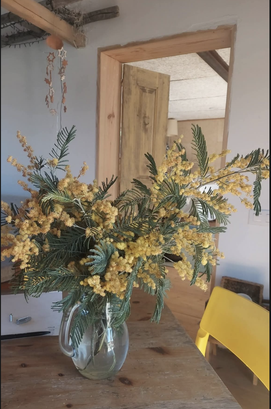 Mimosa flowers on the dining table