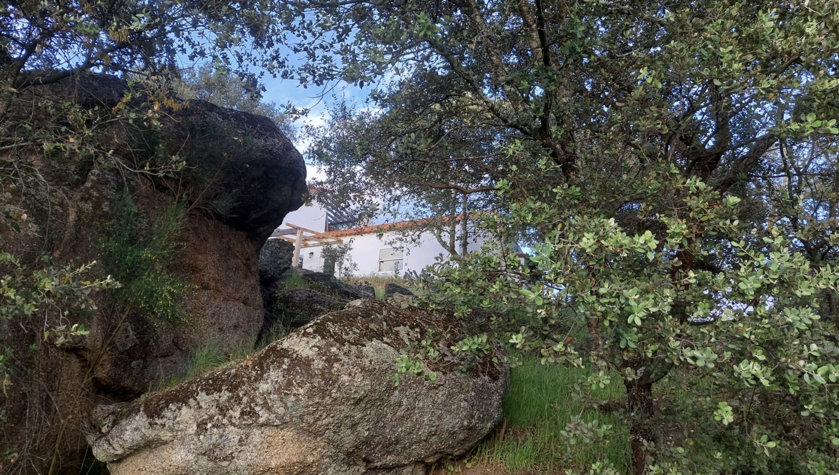 Granite rocks and cork oaks