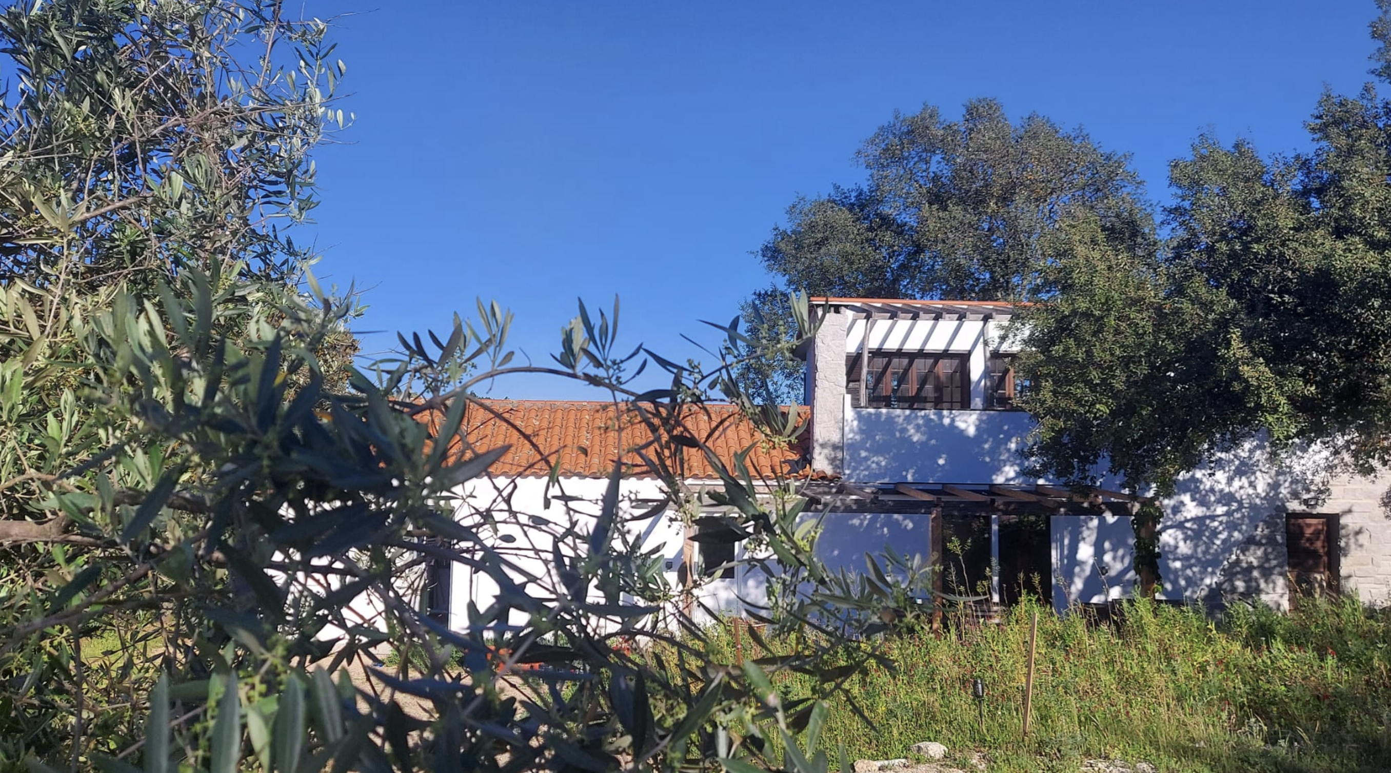 The house through the olive trees