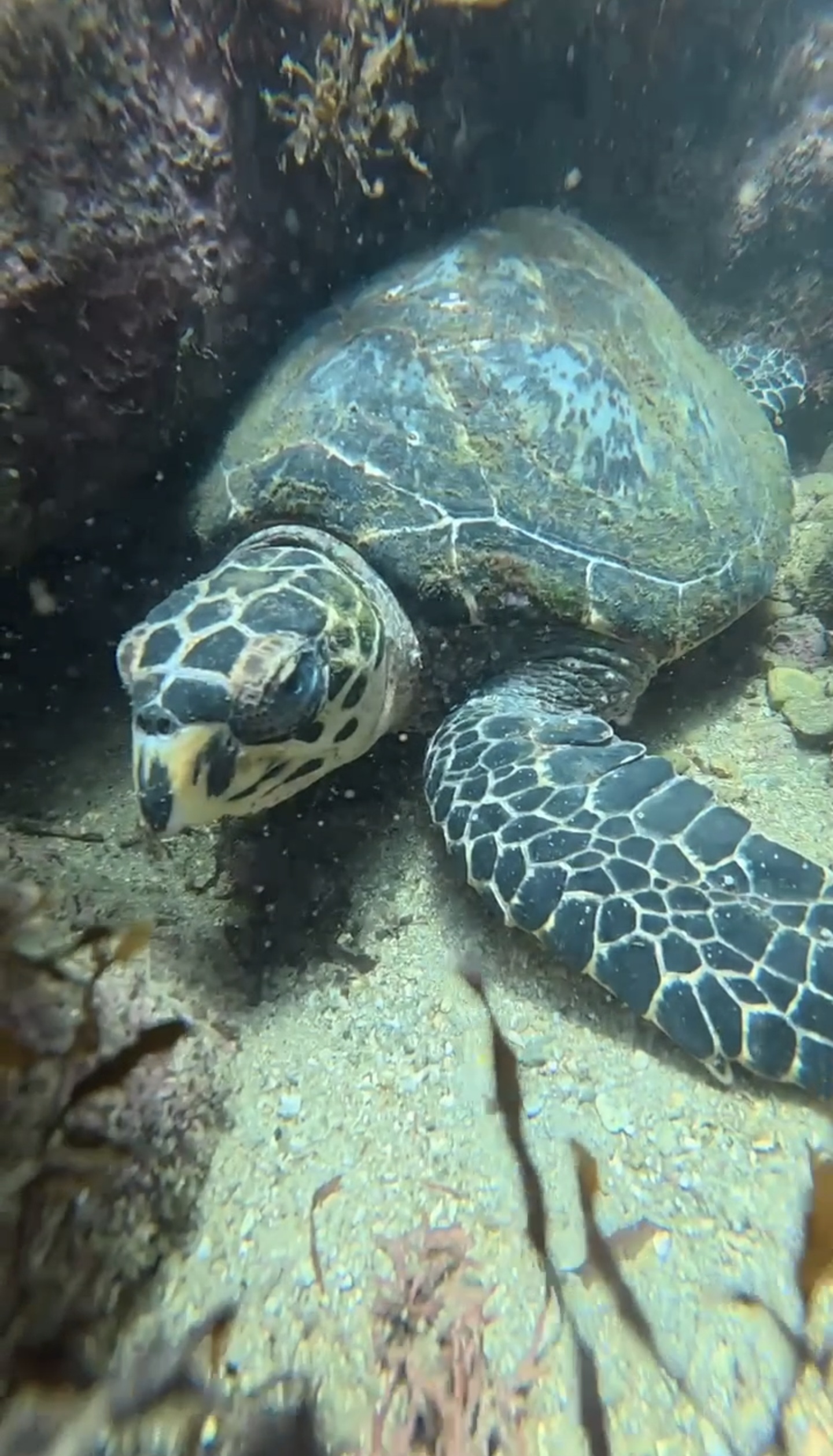 Snorkeling 3