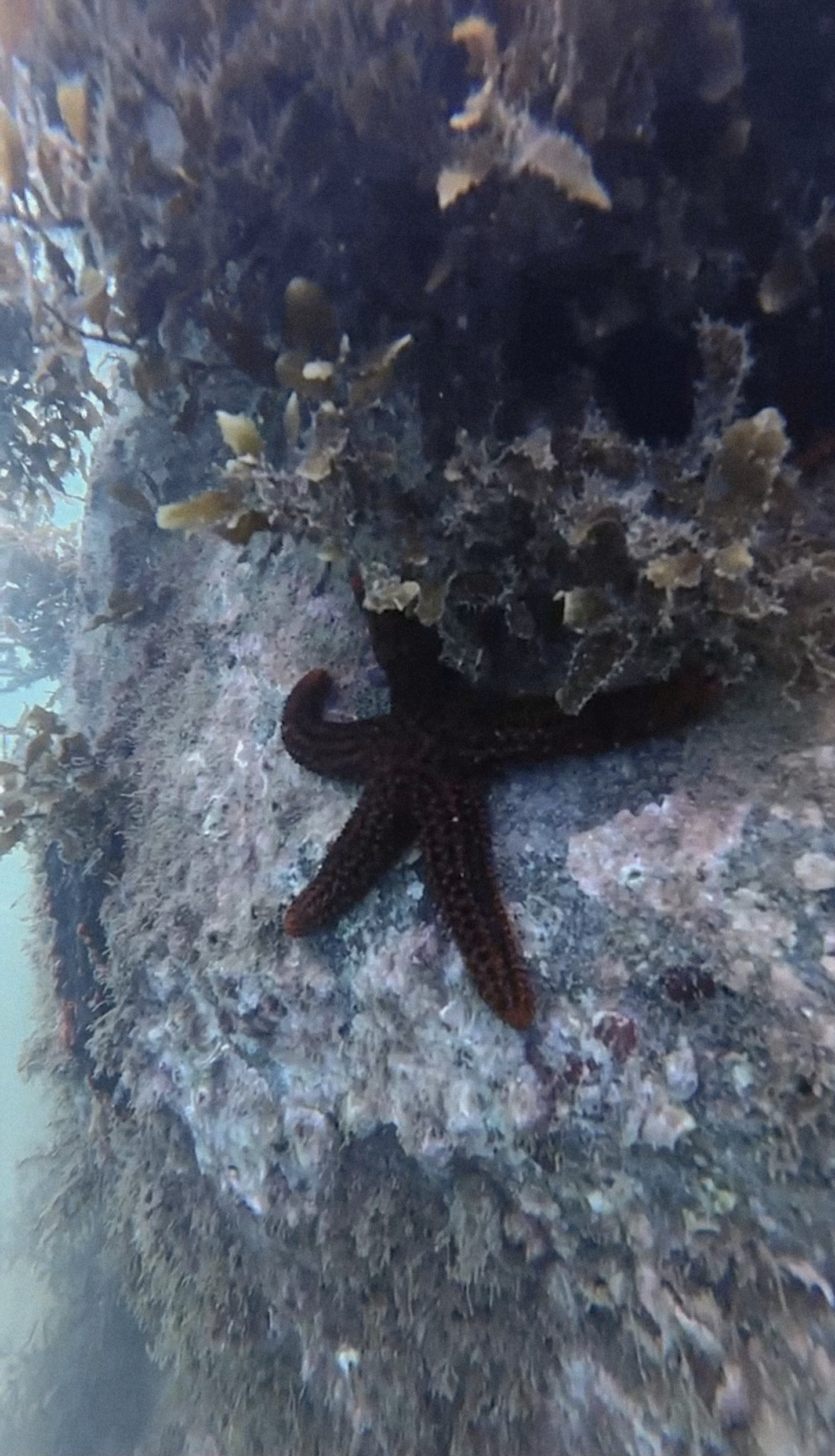Snorkeling 4
