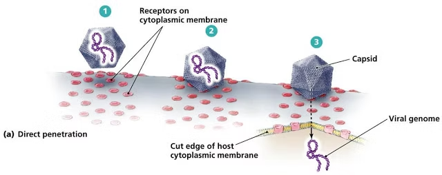Proceso de penetracion viral directa: el virus se une a los receptores de la membrana citoplasmatica, la capside inyecta el genoma viral atravesando la membrana de la celula huesped