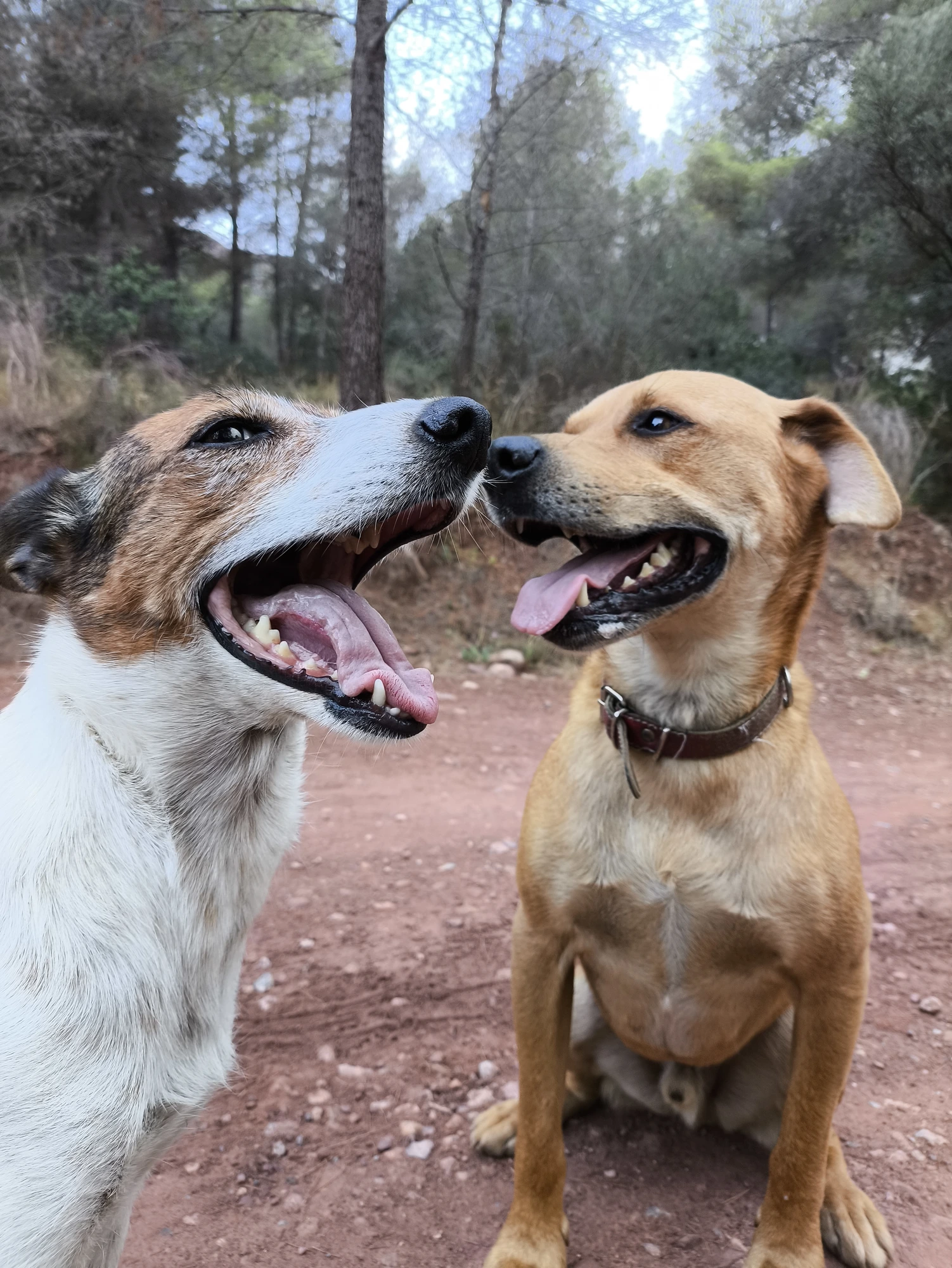 The resident dogs at Savi Coliving on a sierra trail