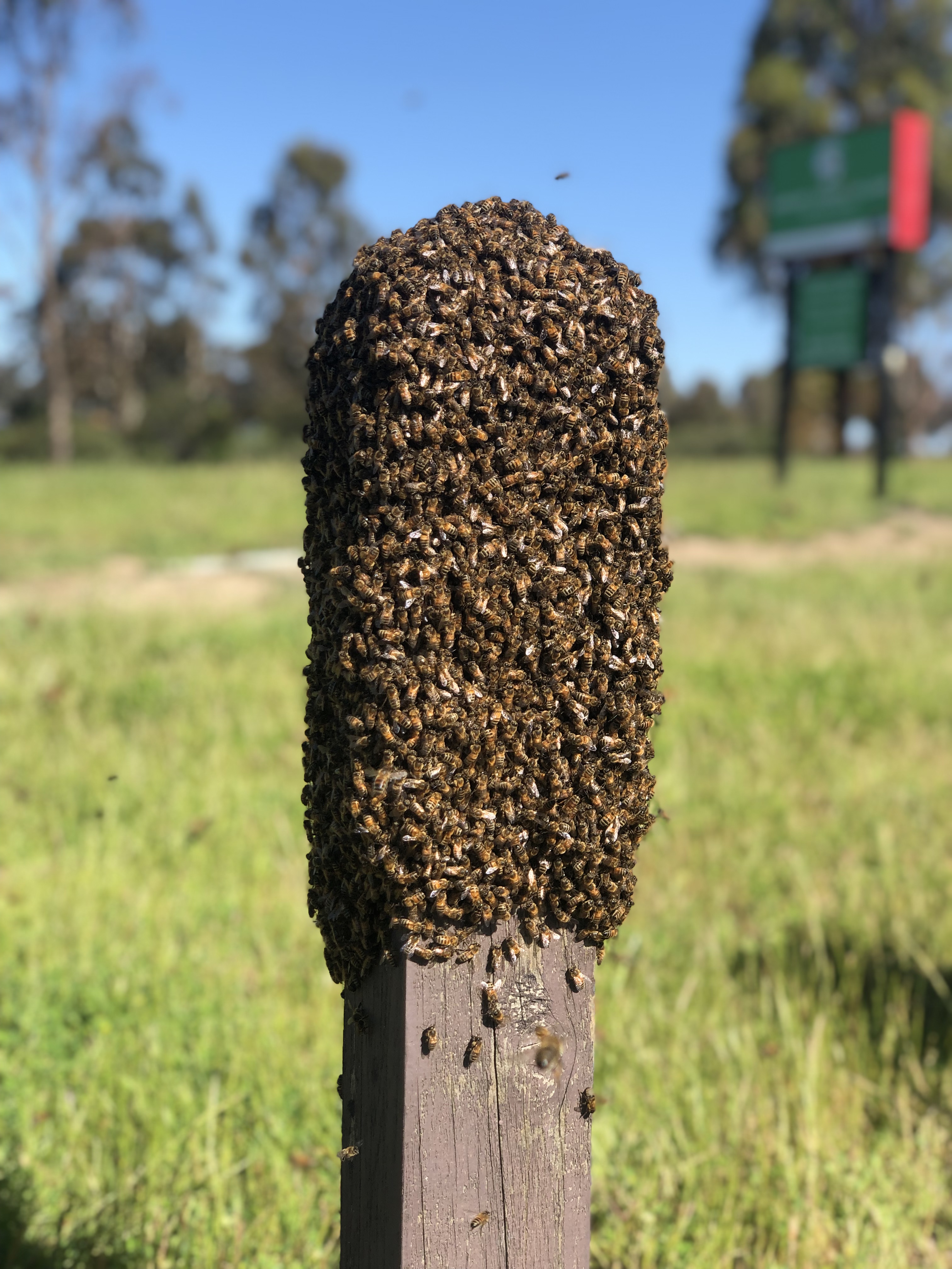Bee swarm on post
