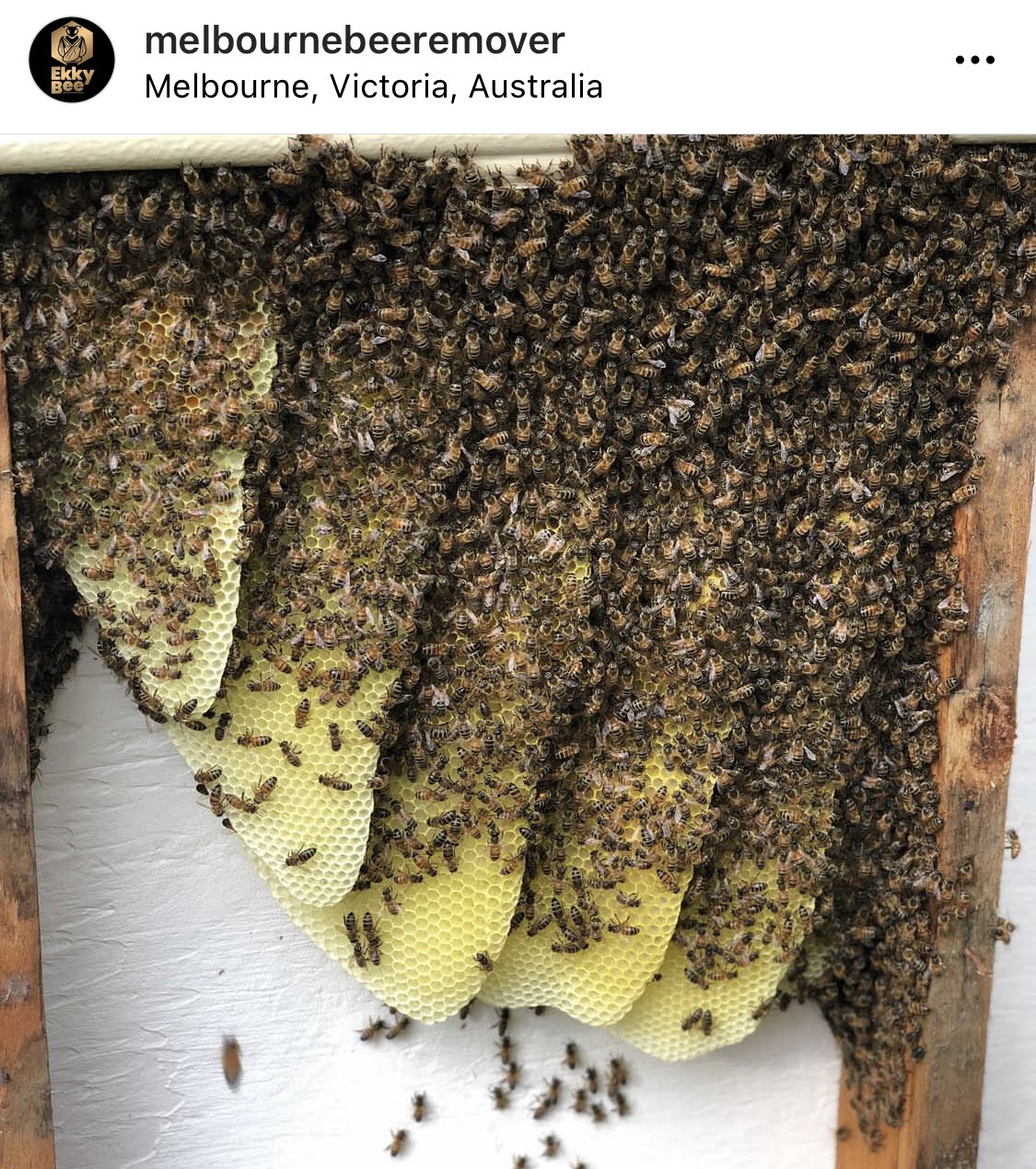 Established hive in wall