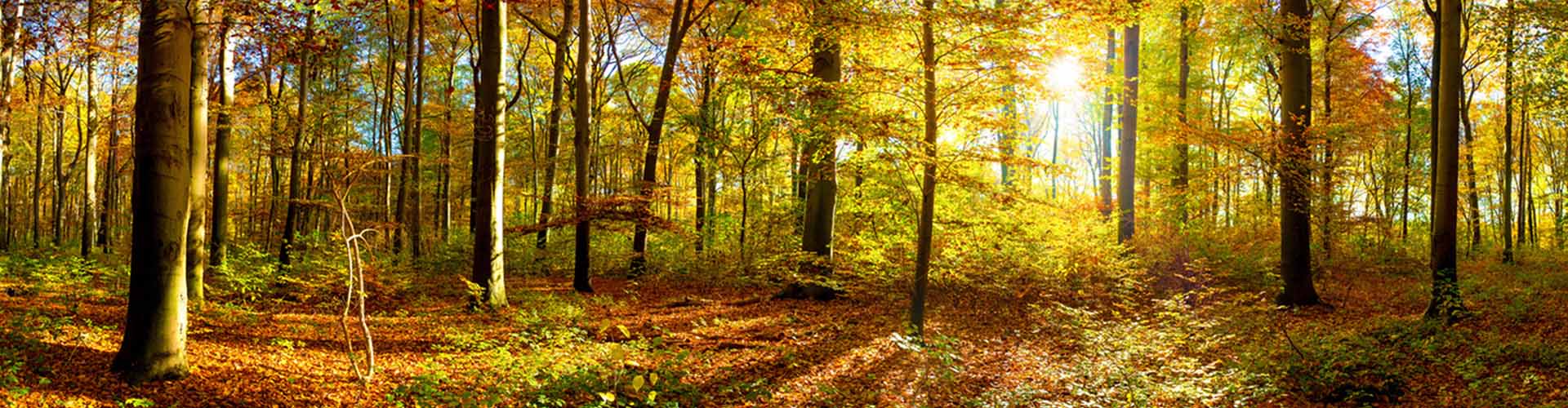 Umweltschutz bei DELTA Umzüge