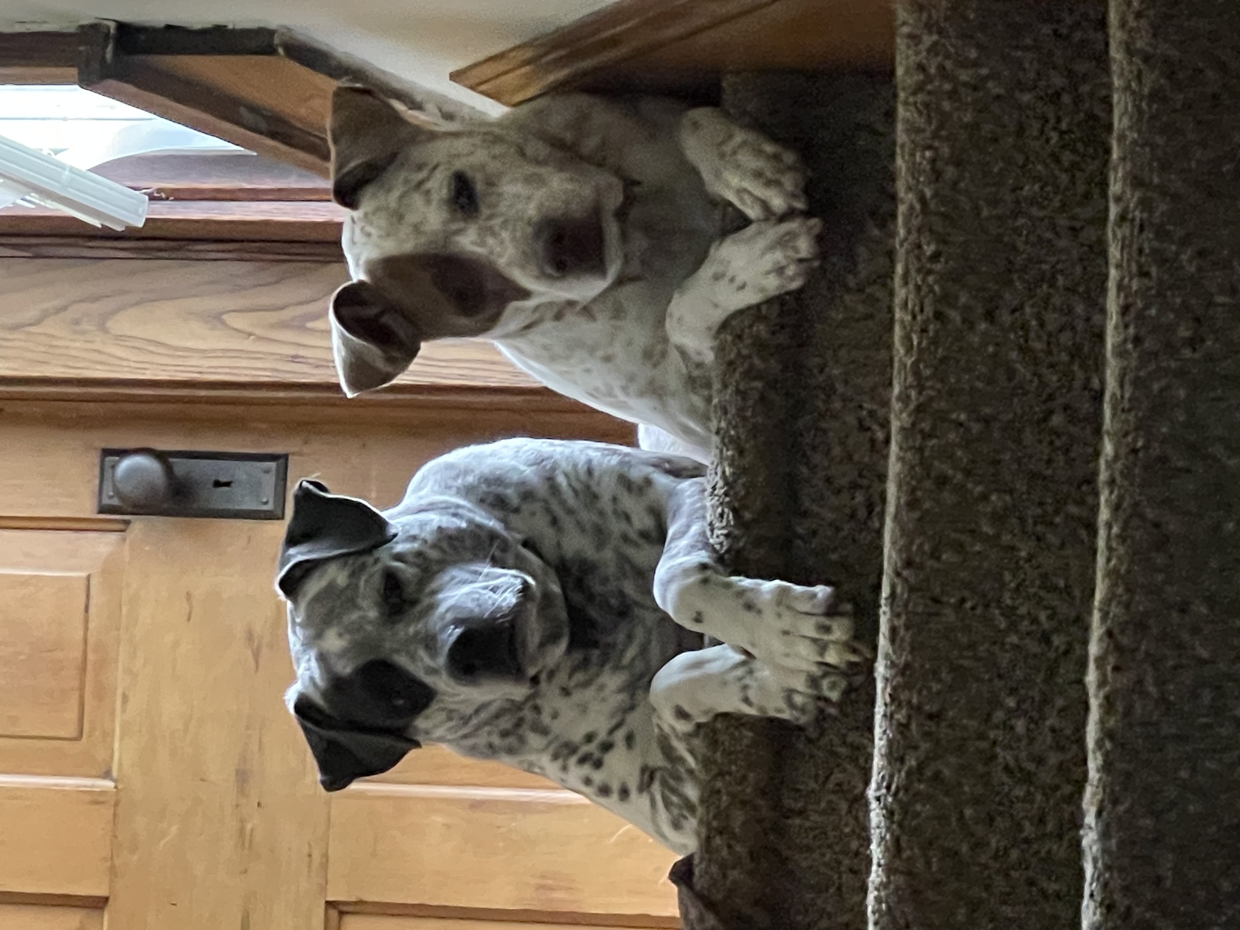 Kipper and Tache - Sheila's beloved dogs