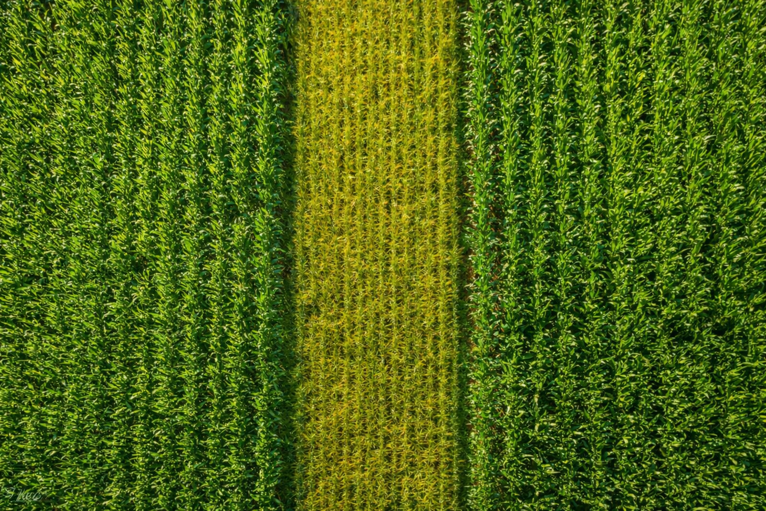 Wheat Field