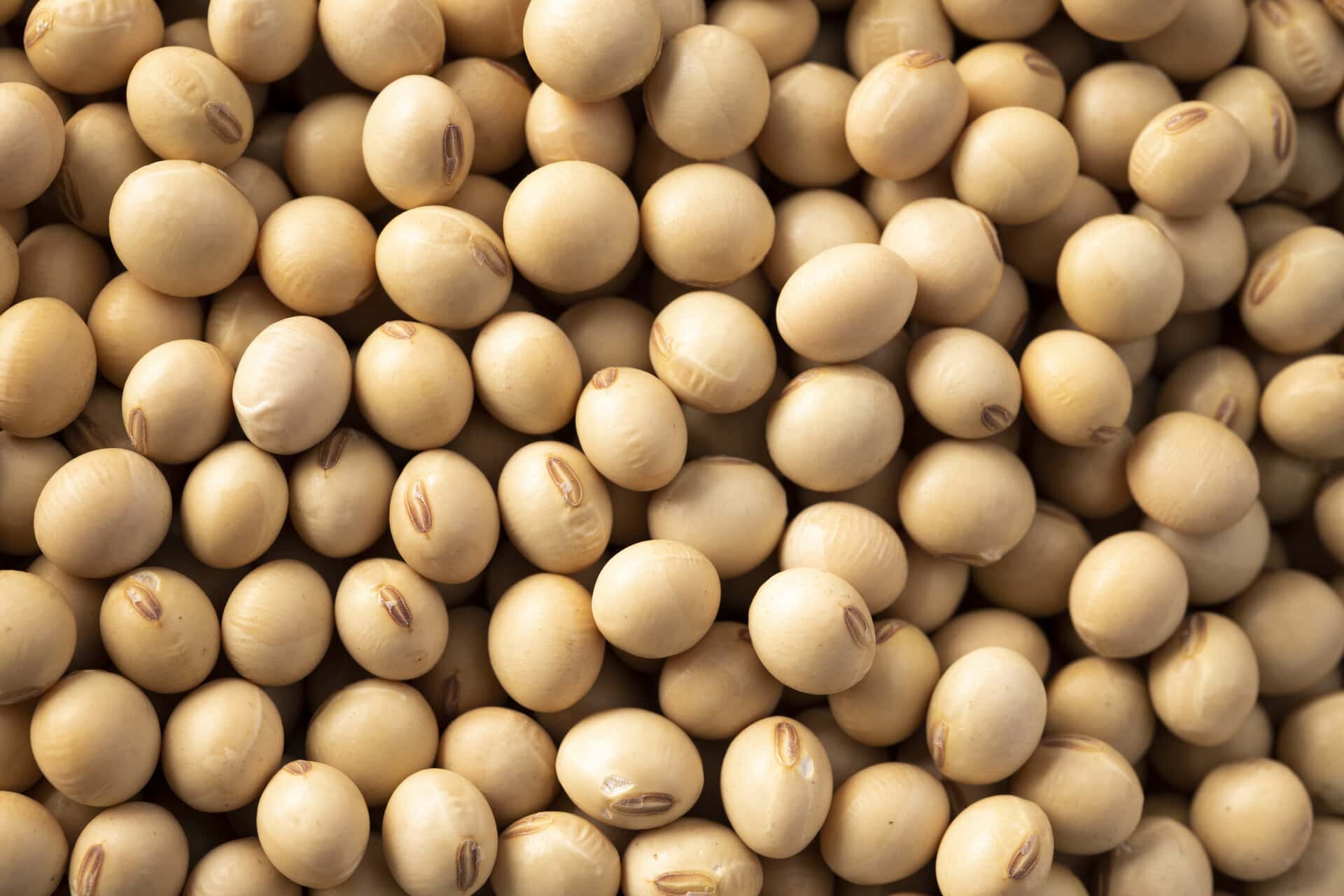 Soybeans