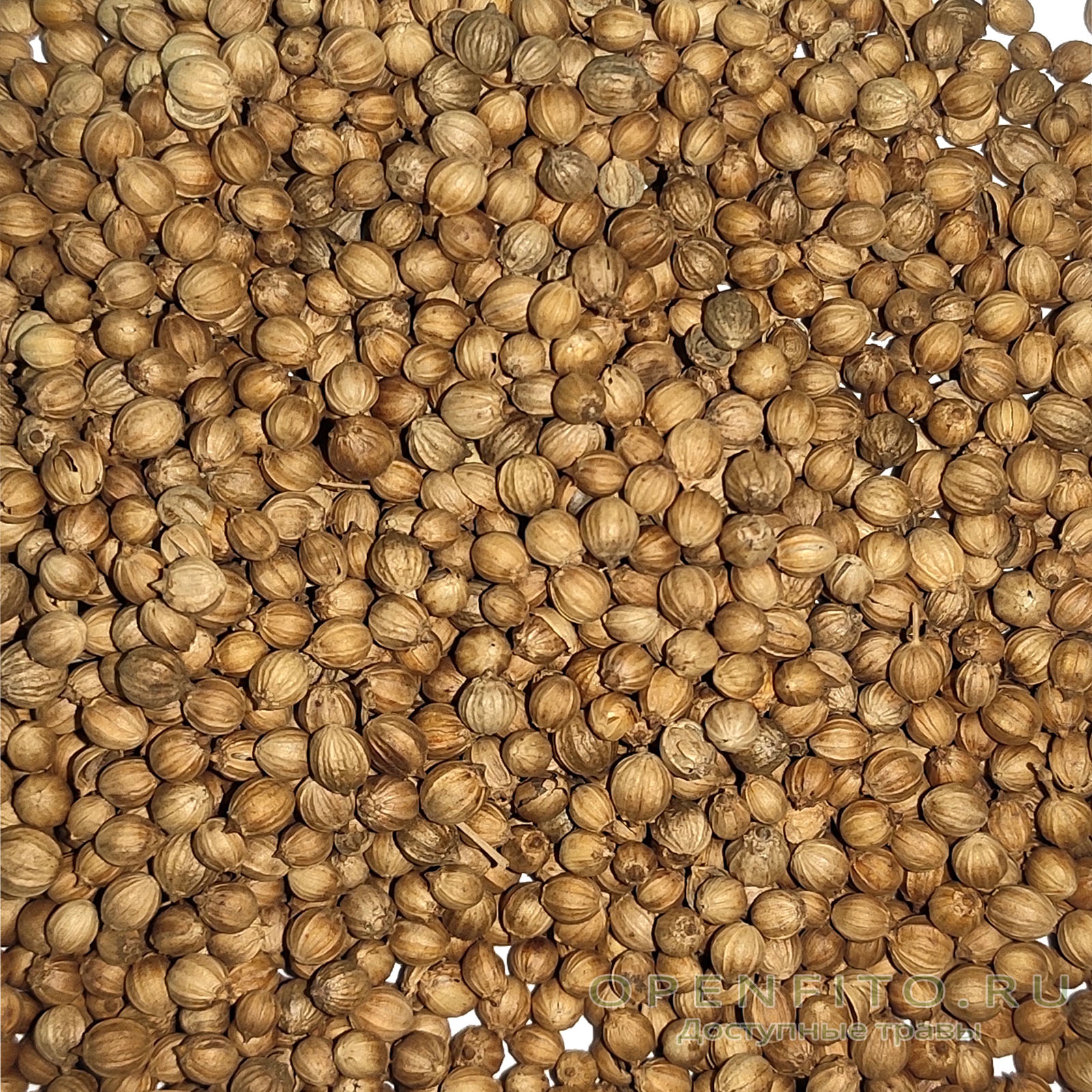 Coriander Seeds