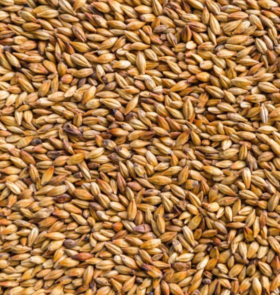 Barley